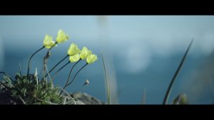 klimaaendringer i groenland film3 blomster